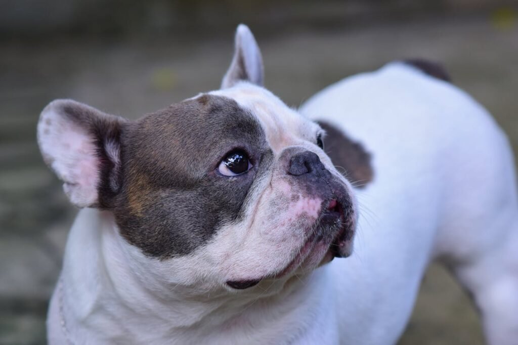 for the love of louie